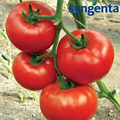 ДАНТІНА F1 / DANTINA F1 - насіння індетермінантного томату, Syngenta