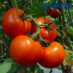 БАРІБІН F1 / BARIBIN F1 - насіння індетермінантного томату, Syngenta
