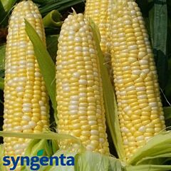 СПІРІТ F1 / SPIRIT F1 - насіння цукрової кукурудзи, Syngenta