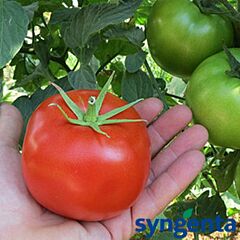 БОСТІНА F1 / BOSTINA F1 - насіння індетермінантного томату, Syngenta
