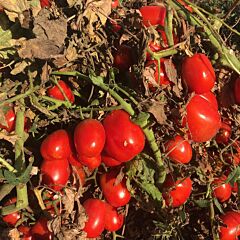 2123 F1 - семена томата (помидора), Spark Seeds