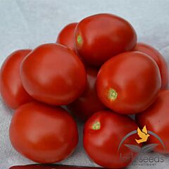 2206 F1 - семена томата (помидора), Lark Seeds