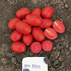 9905 F1 - семена томата (помидора), Spark Seeds