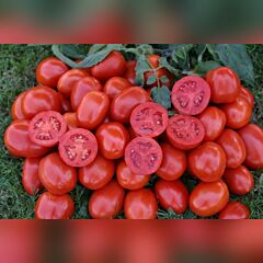 1311 F1 - семена томата (помидора), Spark Seeds