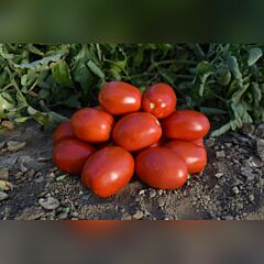 1892 F1 - семена томата (помидора), Spark Seeds