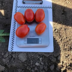 9985 F1 - семена томата (помидора), Spark Seeds