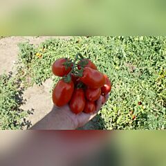 ХАРДИ F1 / HARDI F1 - семена томата (помидора), Spark Seeds