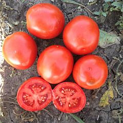 1855 F1 - семена томата (помидора), Spark Seeds