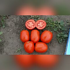 1510 F1 - семена томата (помидора), Spark Seeds