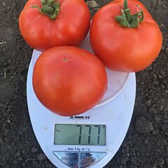 1801 F1 - семена томата (помидора), Spark Seeds
