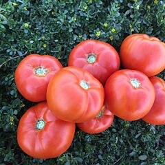 1503 F1 - семена томата (помидора), Spark Seeds