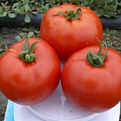 1504 F1 - семена томата (помидора), Spark Seeds