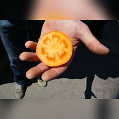 СВІТ САН F1 / SWEET SUN F1 - насіння томата (помідора), Spark Seeds
