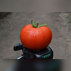 КЛАД F1 / KLAD F1 - семена томата (помидора), Spark Seeds