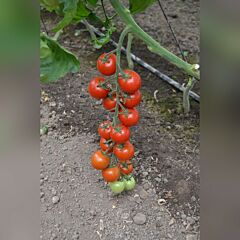БЛЕЙЗ F1 (1617 F1) / BLEIZ F1 (1617 F1) - семена томата (помидора), Spark Seeds