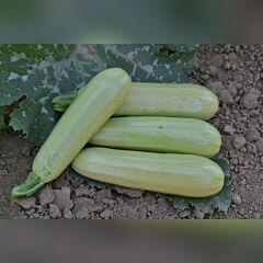 ТЕРЕНУМ F1 / TERENUM F1 - семена кабачка, Spark Seeds