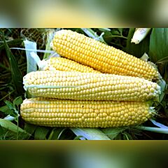 ФОРВАРД (1709) F1 / FORVARD F1 - семена сахарной кукурузы, Spark Seeds