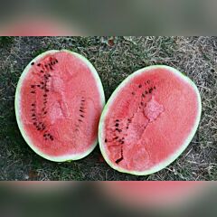 БЬЮТИФУЛ F1 / BEAUTIFUL F1 - семена арбуза, Spark Seeds