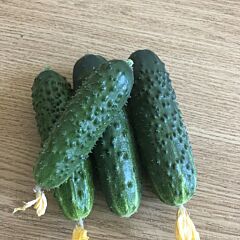 14015 F1 - семена огурца, Spark Seeds