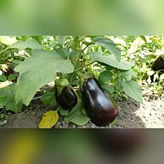 МОДАР F1 / MODAR F1 - семена баклажана, Spark Seeds