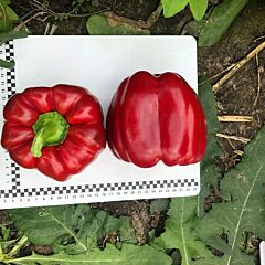АИДА F1 / AIDA F1 - семена перца, Spark Seeds
