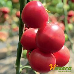 2676 F1 - насіння томата (помідора), Hazera