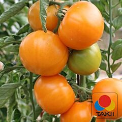 ТИ-169 (МАМАТАРО ГОЛД) F1 / TI-169 (MAMATARO GOLD) F1 - семена томата (помидора), Takii Seeds
