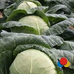 ОРТУС (06-024) F1 / ORTUS (06-024) F1 - насіння білоголової капусти, Takii Seeds