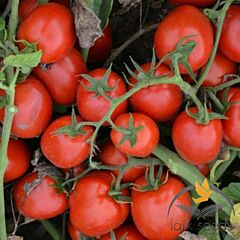 1015 F1 - семена томата (помидора), Lark Seeds