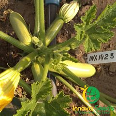 ИНХ 1423 F1 / INX 1423 F1 - семена кабачка, INNOVA SEEDS