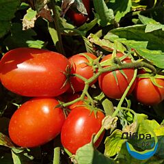 РЕКОРДСМЕН (ЕЗ 17009) F1 / REKORDSMEN (EZ 17009) F1 - насіння томата (помідора), LibraSeeds (Erste Zaden)