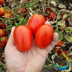 БОСТОН (ЕЗ 17014) F1 / BOSTON (EZ 17014) F1 - насіння томата (помідора), LibraSeeds (Erste Zaden)