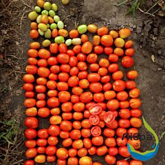 САЛЕРНО (ЕЗ 17016) F1 / SALERNO (EZ 17016) F1 - семена томата (помидора), LibraSeeds (Erste Zaden)