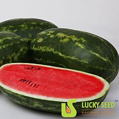 ЛЕОН (ЛС 1815) F1 / LEON (LS 1815) F1 - насіння кавуна, Lucky Seed