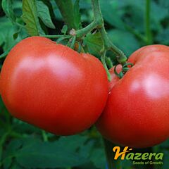 ВП 1 F1 / VP 1 F1 - семена томата (помидора), Hazera