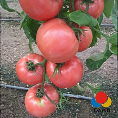 ТЕХ 2721 F1 / TEH 2721 F1 - семена томата (помидора), Takii Seeds