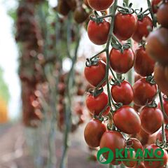 КС 277 F1 / KS 277 F1 - насіння томата (помідора), Kitano Seeds