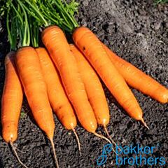 ПЛ 316 F1 / PL 316 F1 - семена моркови, Bakker Brothers
