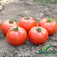 ФЛОРІДА 47 F1 / FLORIDA 47 F1 - насіння томата (помідора), Seminis