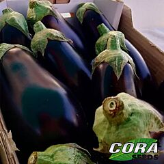 ДЖОКЕР (ЦРХ 50125) F1 / JOKER (CRX 50125) F1 - насіння баклажана, Cora Seeds