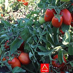 ПЛ 6215 F1 / PL 6215 F1 - насіння томата (помідора), Asia Seed