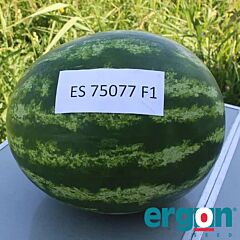 ЕС 75077 F1 / ES 75077 F1 - семена арбуза, Ergon Seed
