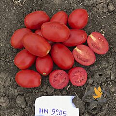 9905 F1 - семена томата (помидора), Lark Seeds