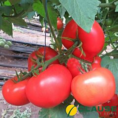 БАСТА F1 / BASTA F1 - насіння томату, Clause