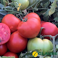 РІХАМ F1 / RIKHAM F1 - насіння томату, Clause