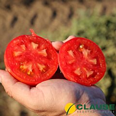 ЙОЛНАР F1 / IOLNAR F1 - насіння томату, Clause