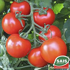 АКРАЙ F1 / AKRAJ F1 - насіння томата (помідора), Sais