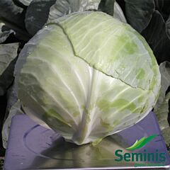 АММОН F1 / AMMON F1 - насіння білоголової капусти, Seminis