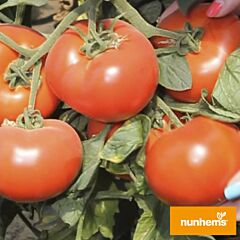 АКСИОМА F1 / AXIOM F1 - семена томата (помидора), Nunhems