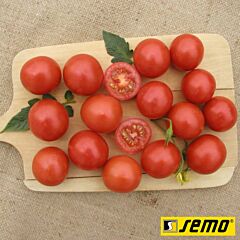 БЕЙБИНО F1 / BEIBINO F1 - семена томата (помидора), Semo